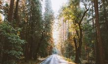 走自己的路，让别人说去吧！_550字