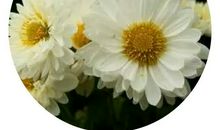 来生再做您的女儿_800字