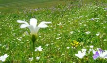 我欣赏无名小花_650字