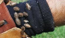 花开的季节_650字