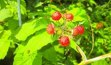 2006年中考满分作文:当羽毛丰满时_650字