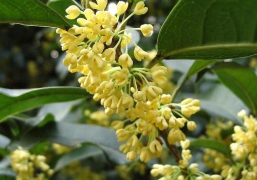 我喜欢osmanthus _400字