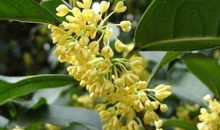 我最喜欢桂花_400字