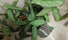 一片叶子的欢乐_250字