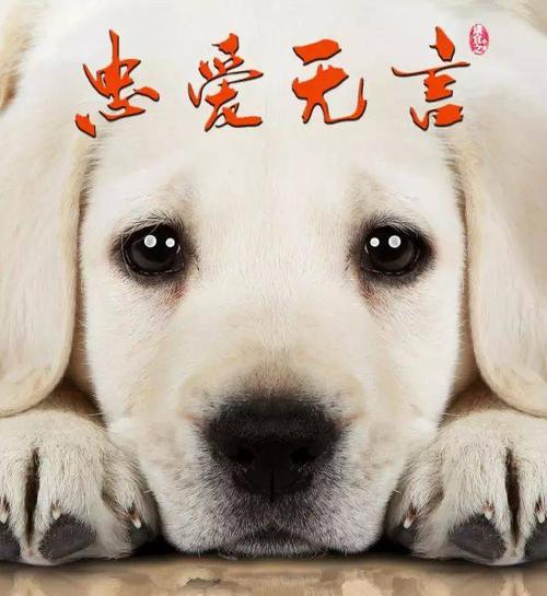马，人类无言比的朋友_900字