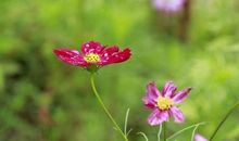 你是我半夏的花开_1200字