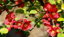 花园里的海棠_300字