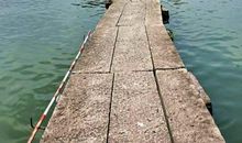 建设森林城市 共创美丽绍兴_350字