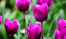 走，去看郁金香_600字