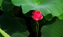 意外收获美景_650字