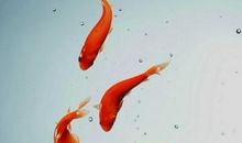 小金鱼的气势_300字