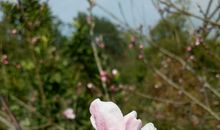 我喜欢桃树_500字