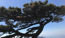 坚强不屈的松树_450字