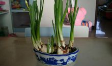 水仙观察日记_1000字