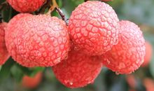 一骑红尘妃子笑，无人知是荔枝来。