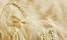 关于成熟的作文：成熟的稻穗懂得弯腰_800字