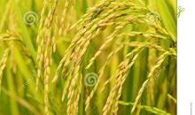 关于成熟的作文：等待成熟的母亲_900字