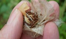 关于成熟的作文：成熟是生命的一种高度_550字