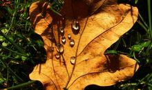 老家秋天的落叶_350字