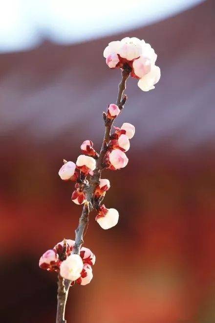 第一个涂抹弹簧_400字