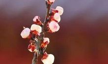 第一抹春色_400字