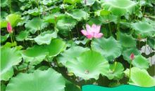 真想变成大大的荷叶_150字