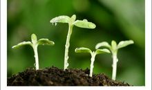 四年级读后感：读《生命生命》有感_350字