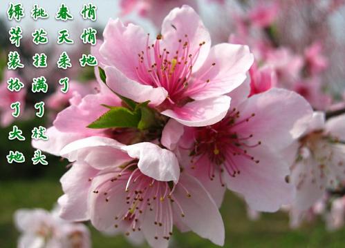 另一年春天草绿_1500字