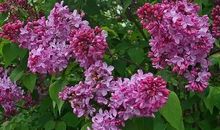 一树紫丁香_700字