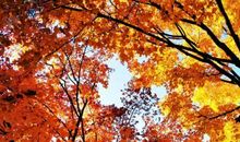 残阳，古桥，我拿什么纪念。_600字