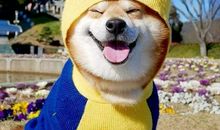 狗狗一周心情汇报_1200字