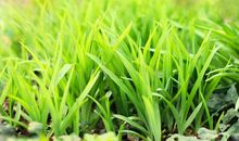 春天的小草_500字