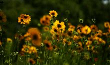 浅夏，浅笑_900字