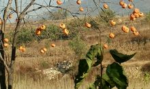 家乡的秋乡_400字