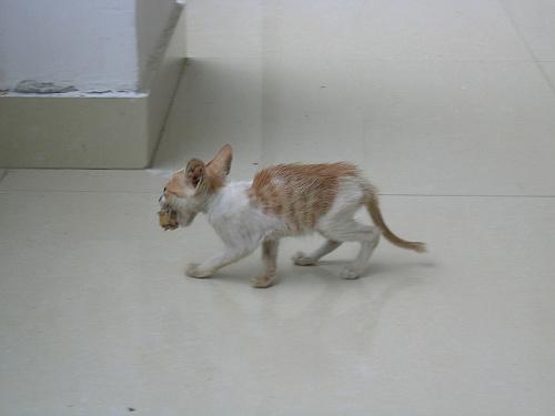 猫不会捕获鼠标偏移_700字