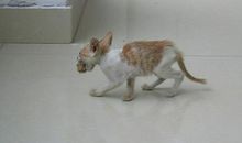 猫不逮老鼠的下场_700字