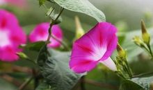 假如我是植物学家_350字