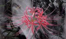 另一种美丽_1000字