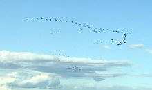 我的心愿_1500字