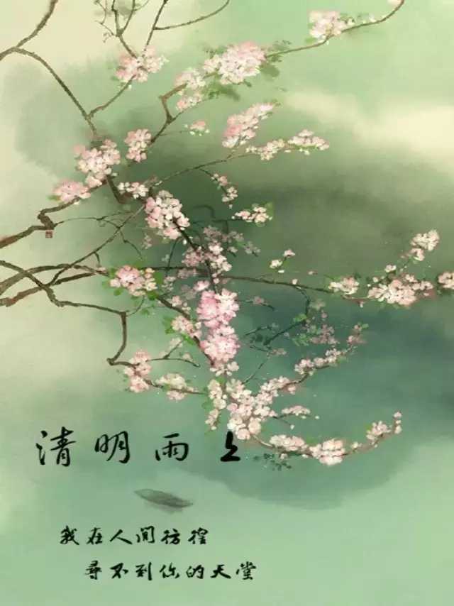 清明 - 金合欢_700字