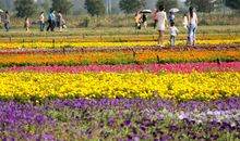 美丽的牛角大圩_150字