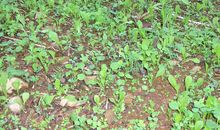 紫叶苜蓿的衣裳_900字