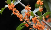 秋时忆起桂花香_900字