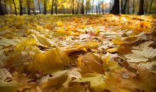 美好的秋天_500字