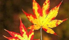 枫树枫树我问你_150字