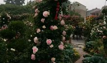 冬天被花园掩埋_1200字