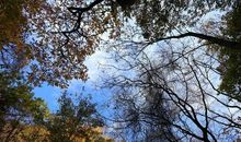 《窸窣飘零透些微黄的叶子》第三部分——就算全世界都落叶也要为你下一场雪_1500字