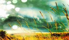 同情害死人_400字