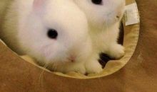 值得同情的兔子_750字