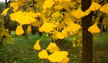 秋天的色彩_150字